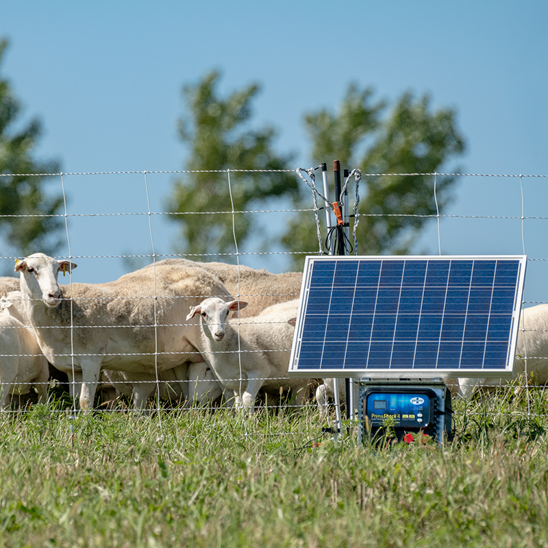 Solar Electric Fence