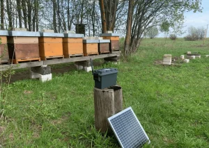 Electric Harp & BeeFence30W Solar Panel for Vespa velutina Non-Chemical Control