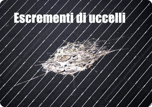 Escrementi di uccelli
