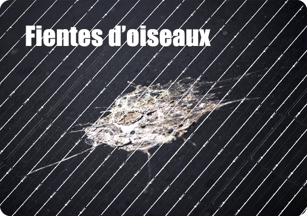 Fientes d’oiseaux